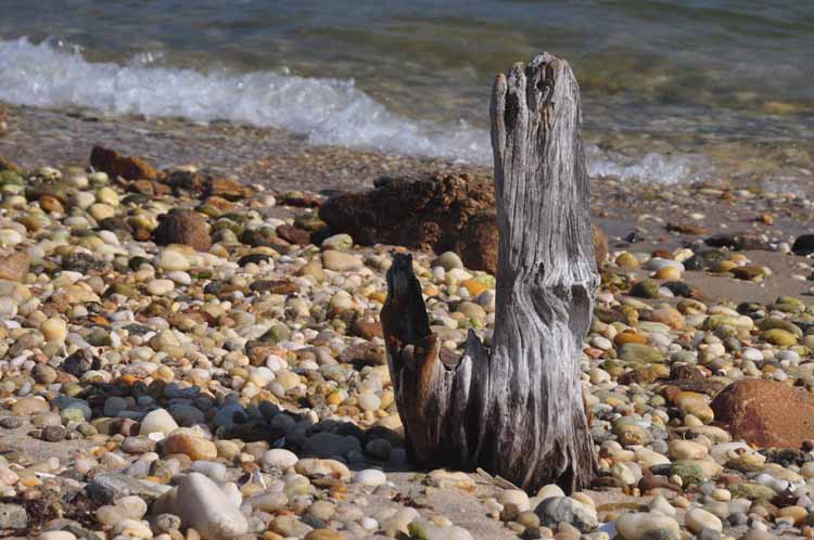 driftwood